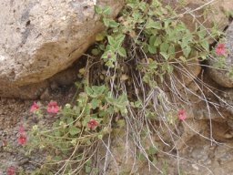 Jamesbrittenia breviflora